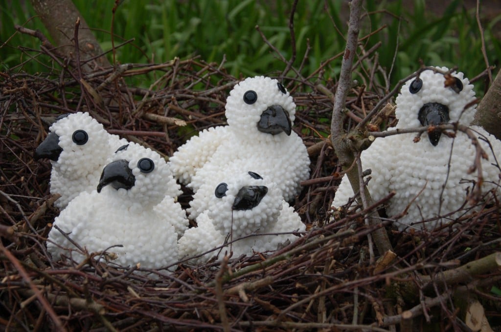 Kuikens uit het Nest