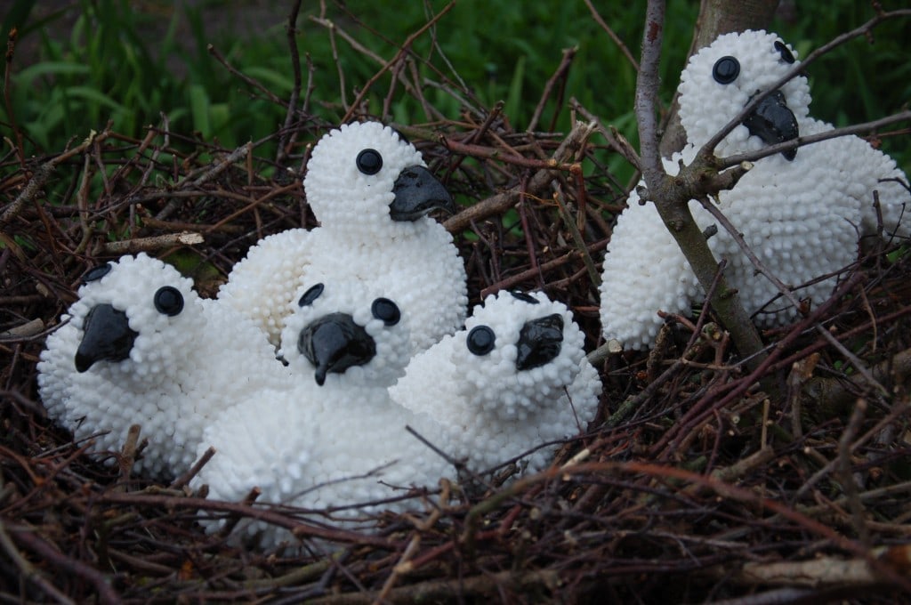 Kuikens uit het nest - Niet te Koop